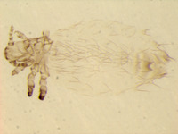 Image of Neohaematopinus batuanae