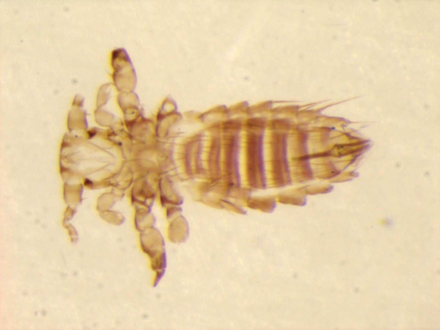 Neohaematopinus ceylonicus image