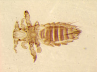 Image of Neohaematopinus ceylonicus