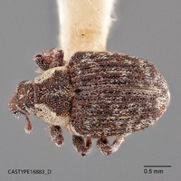 Mecopeltus ventralis image