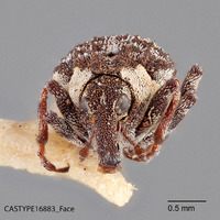 Mecopeltus ventralis image