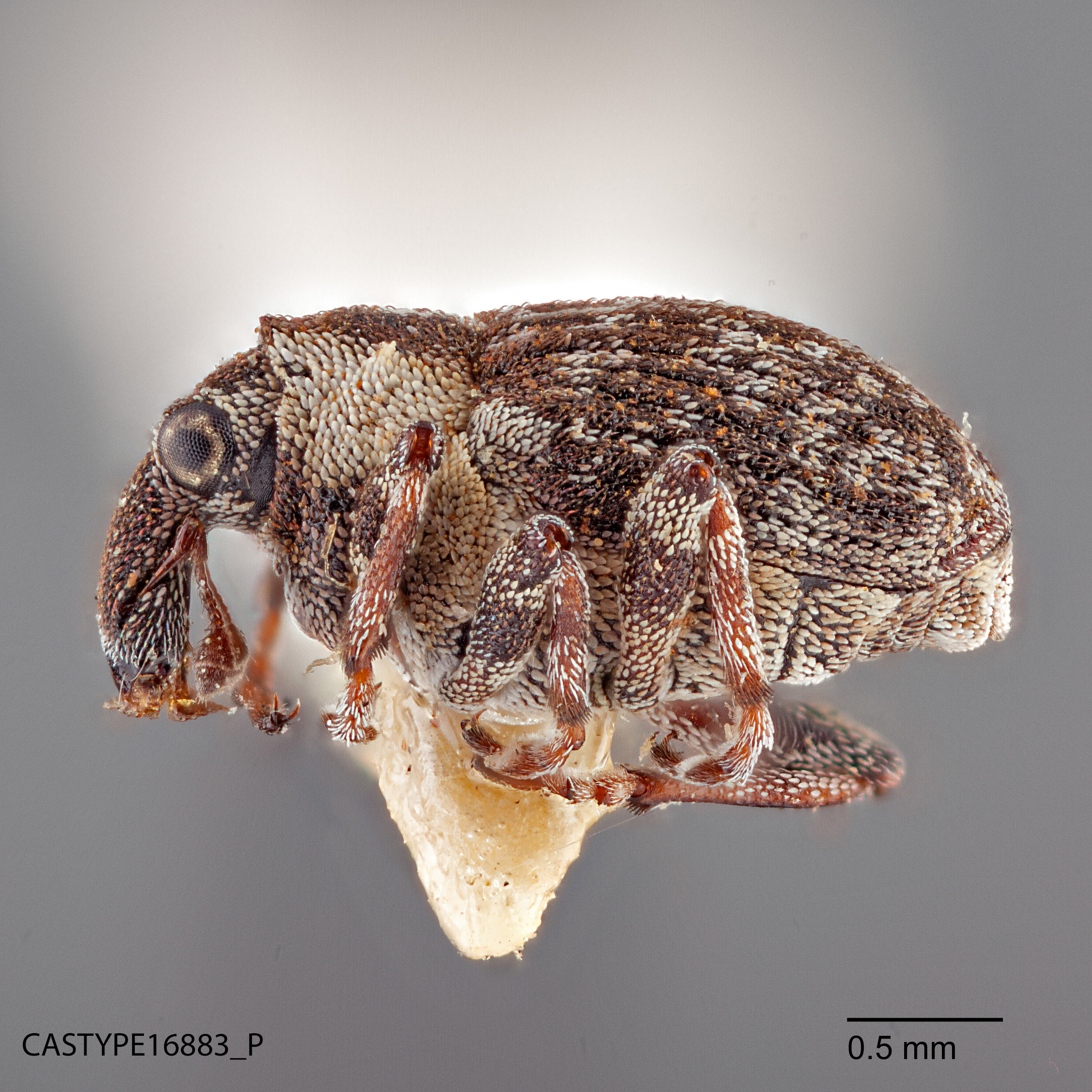 Mecopeltus ventralis image