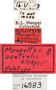 Mecopeltus ventralis image