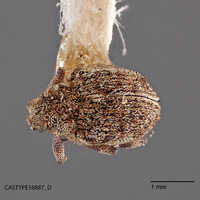 Phytobius squamipennis image