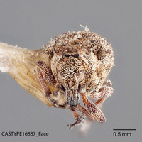 Phytobius squamipennis image