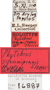 Phytobius squamipennis image