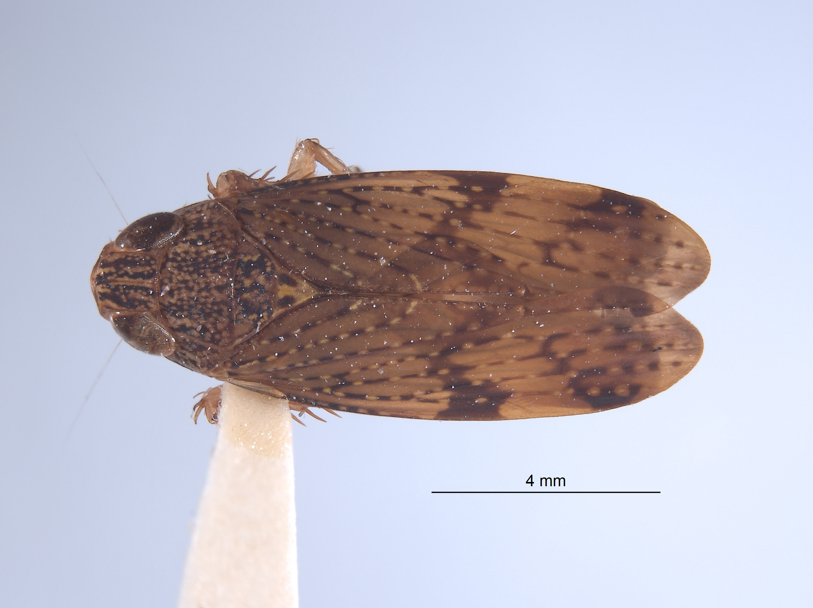 Dicodia kleini image