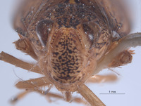 Dicodia kleini image