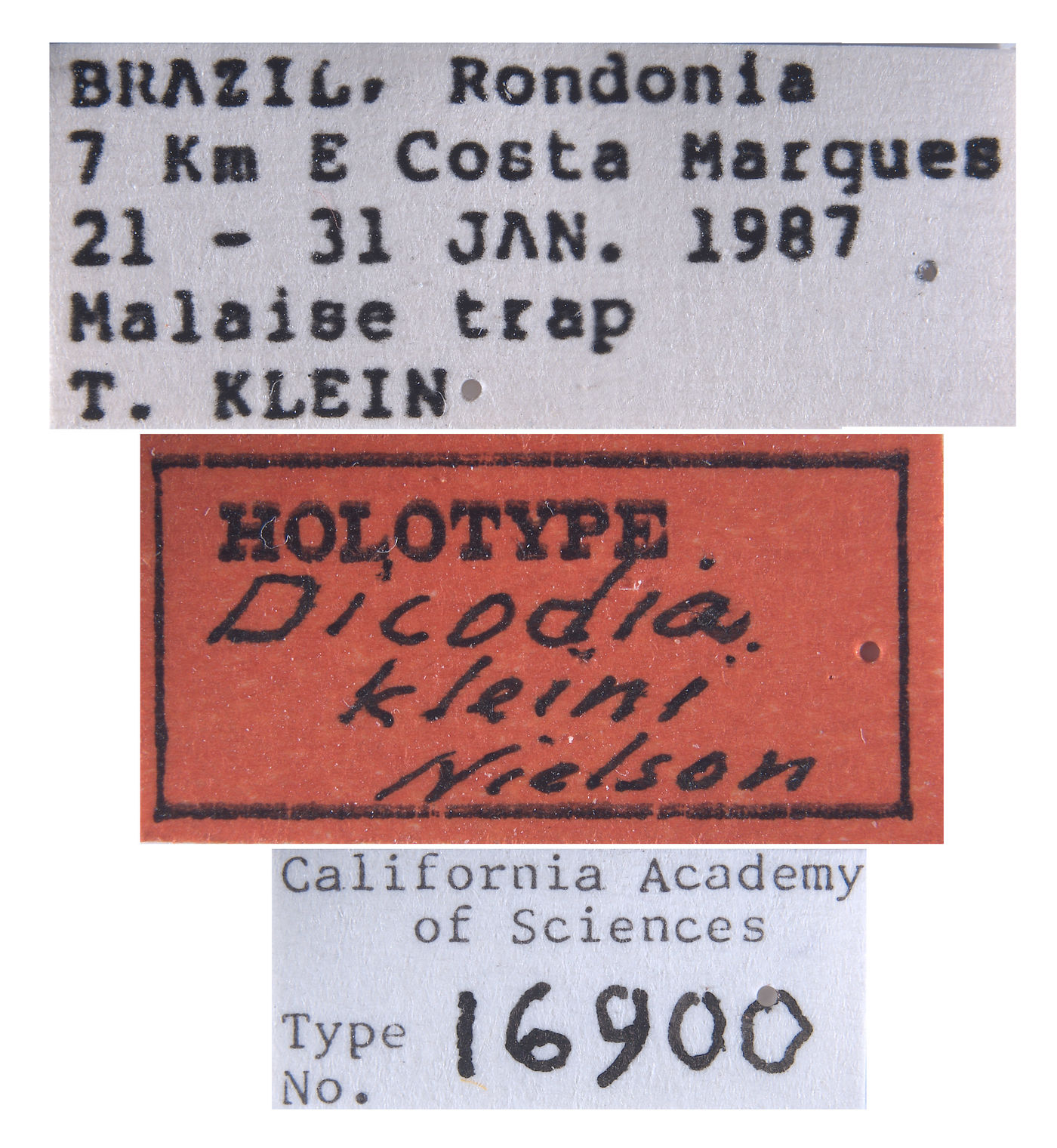 Dicodia kleini image