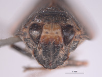 Docalidia argutiae image