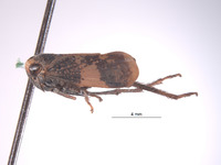 Docalidia argutiae image