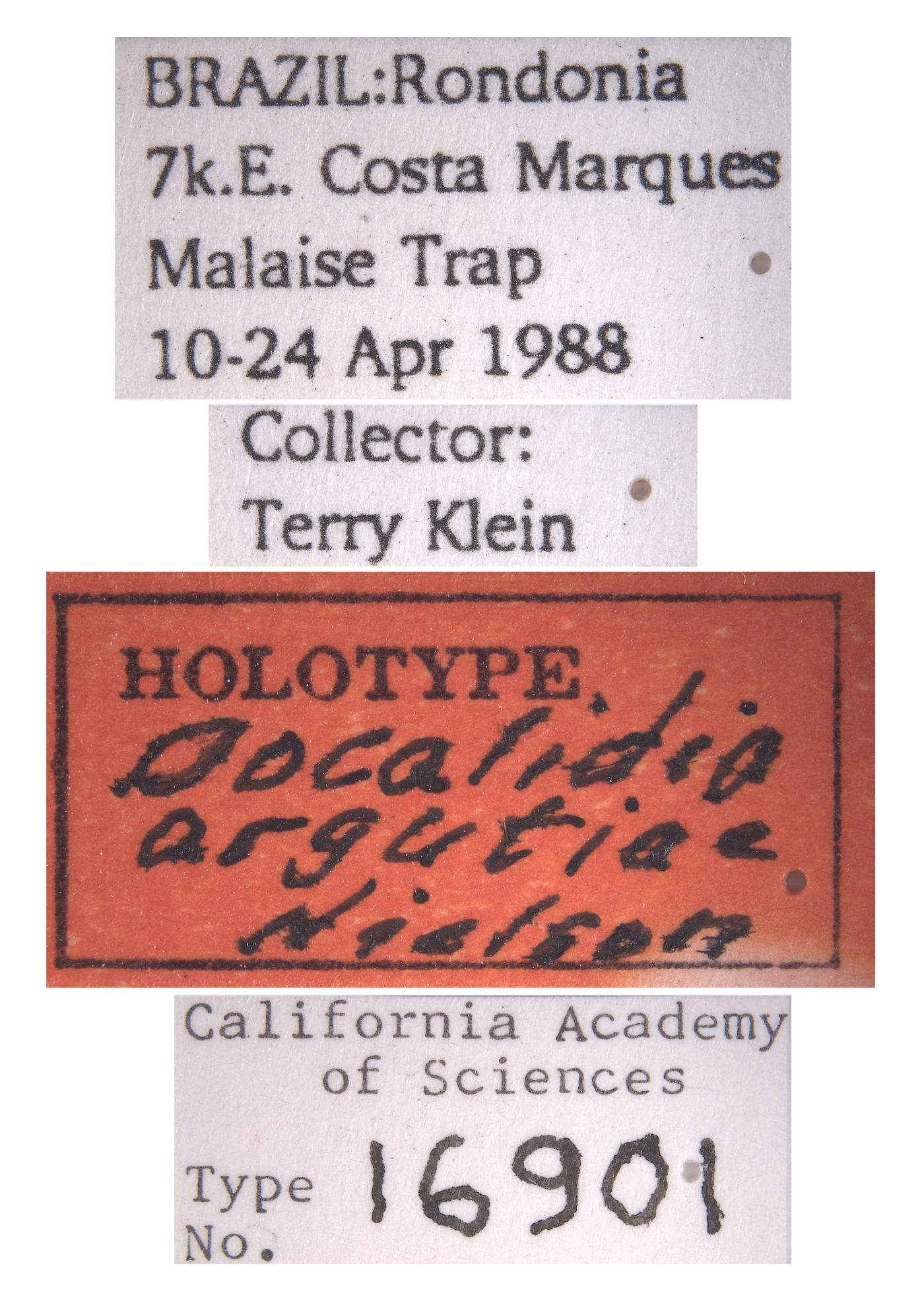 Docalidia argutiae image