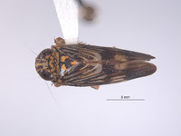 Evansolidia tumida image