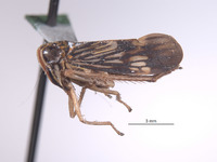 Evansolidia tumida image