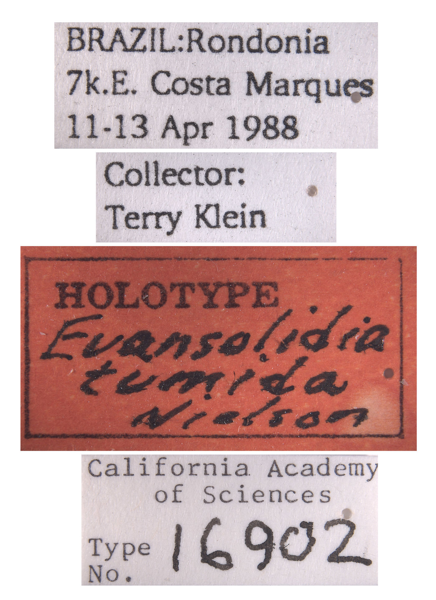 Evansolidia tumida image