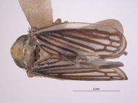 Image of Harasupia retrorsa