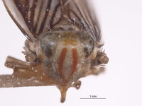 Harasupia retrorsa image