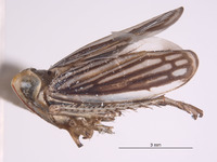 Harasupia retrorsa image