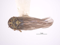 Macrosteles arizonus image