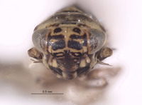 Macrosteles arizonus image