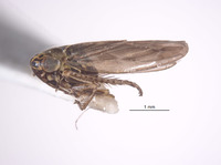 Macrosteles arizonus image