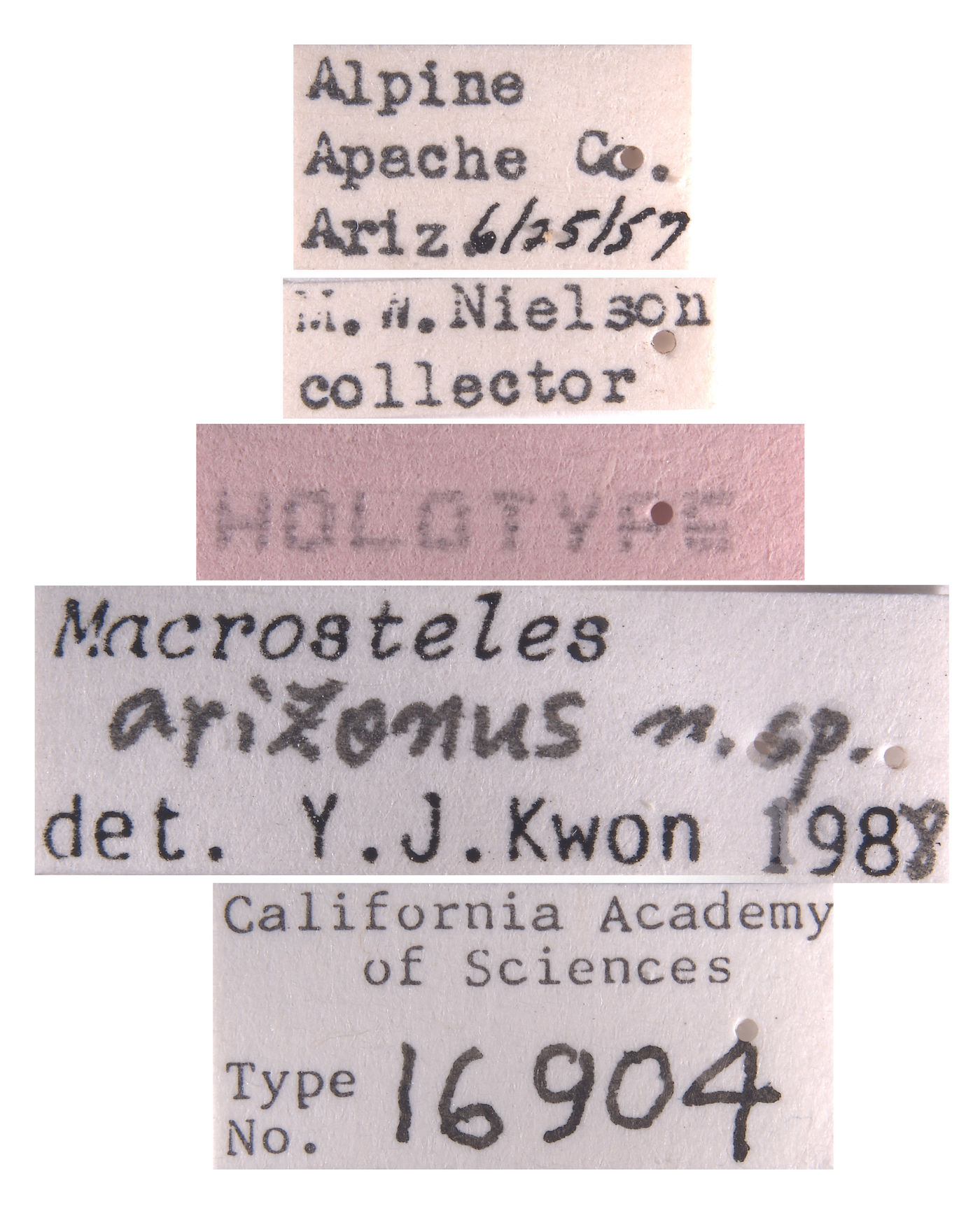 Macrosteles arizonus image