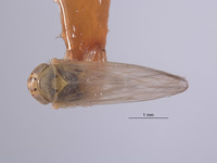 Macrosteles claridgei image