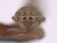 Macrosteles claridgei image