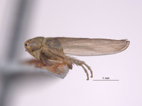 Macrosteles claridgei image