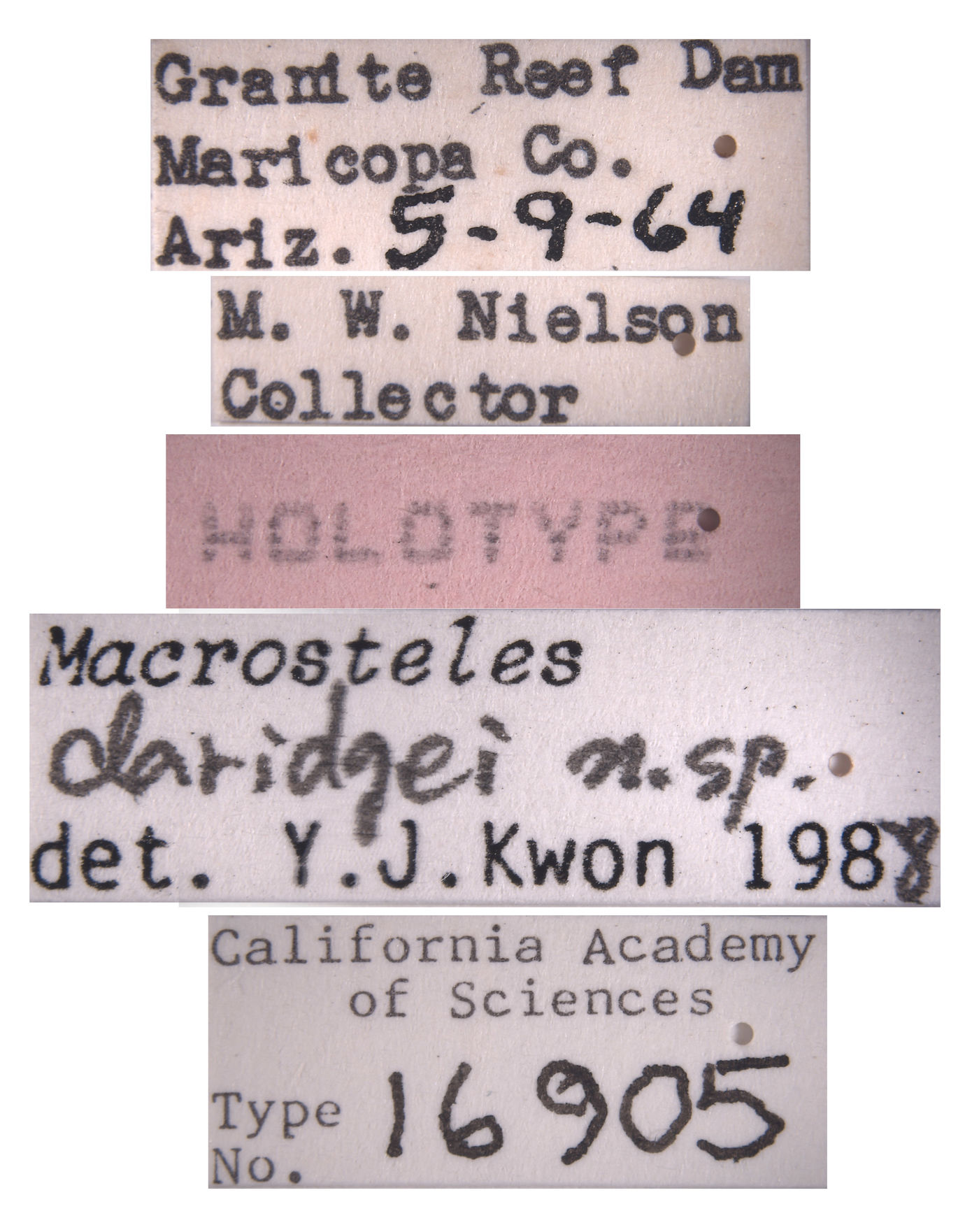 Macrosteles claridgei image