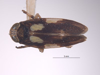 Omanolidia globosa image