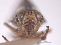 Omanolidia globosa image