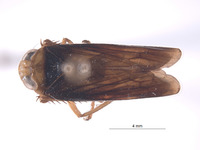 Perulidia lobata image
