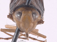 Perulidia lobata image