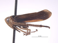 Perulidia lobata image