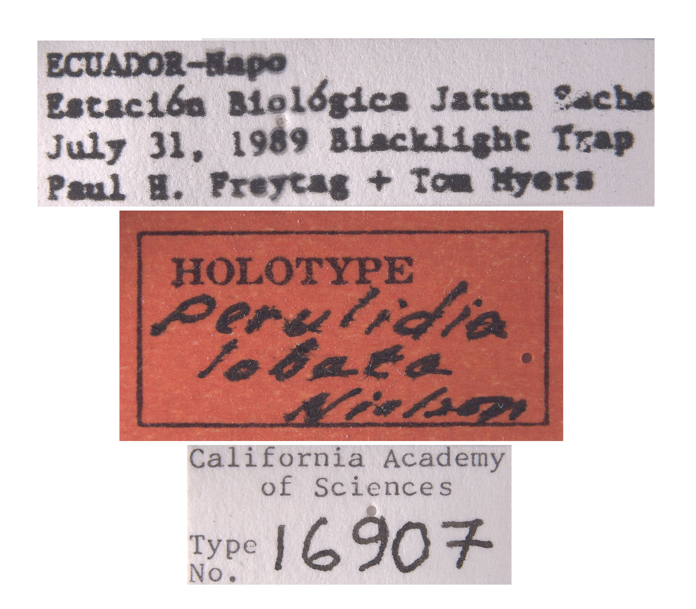 Perulidia lobata image