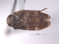 Stalolidia curta image