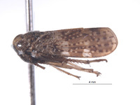 Stalolidia curta image