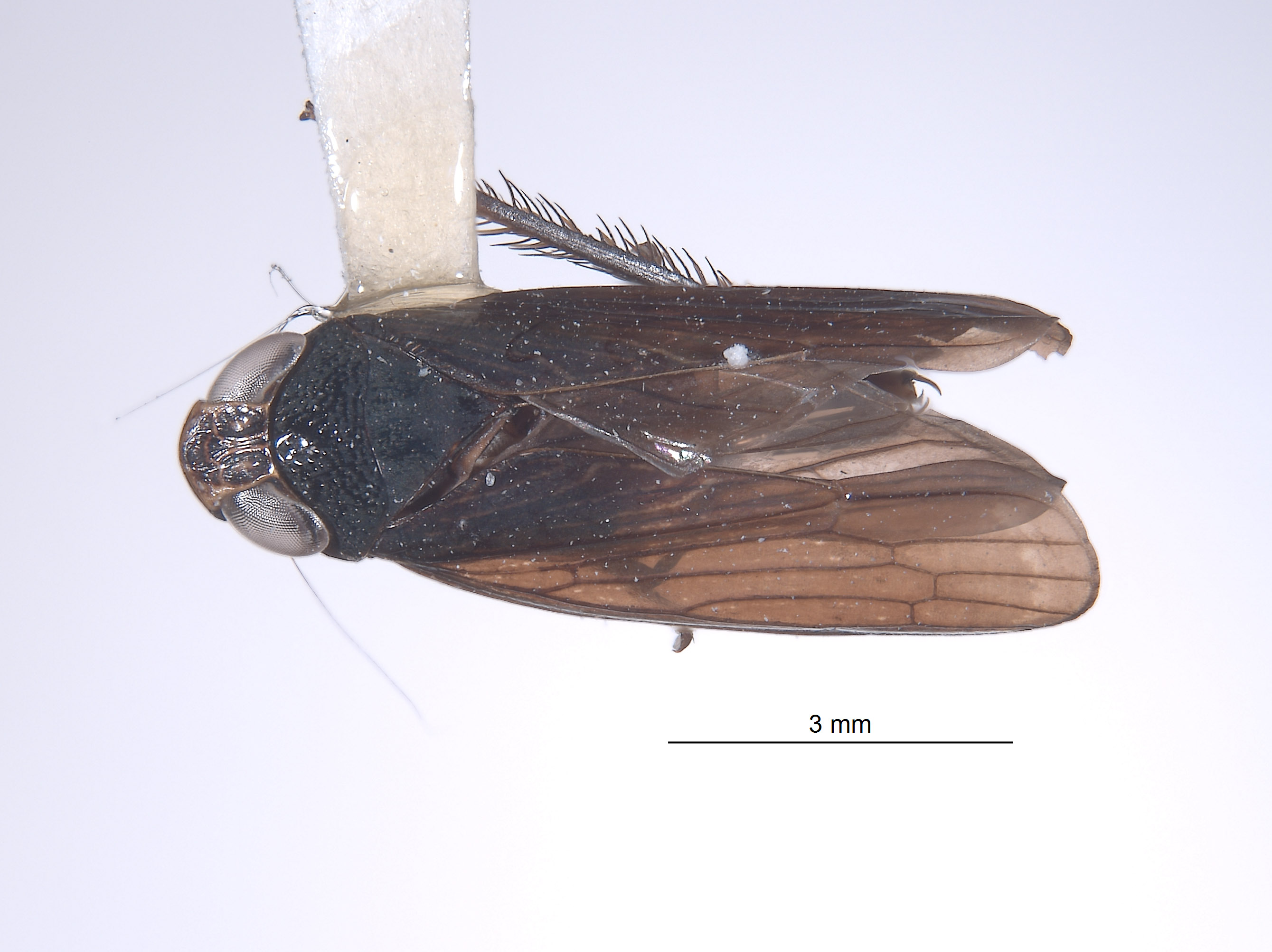 Youngolidia aviculifera image