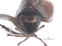Youngolidia aviculifera image