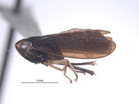 Youngolidia aviculifera image