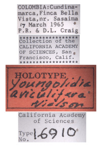 Youngolidia aviculifera image