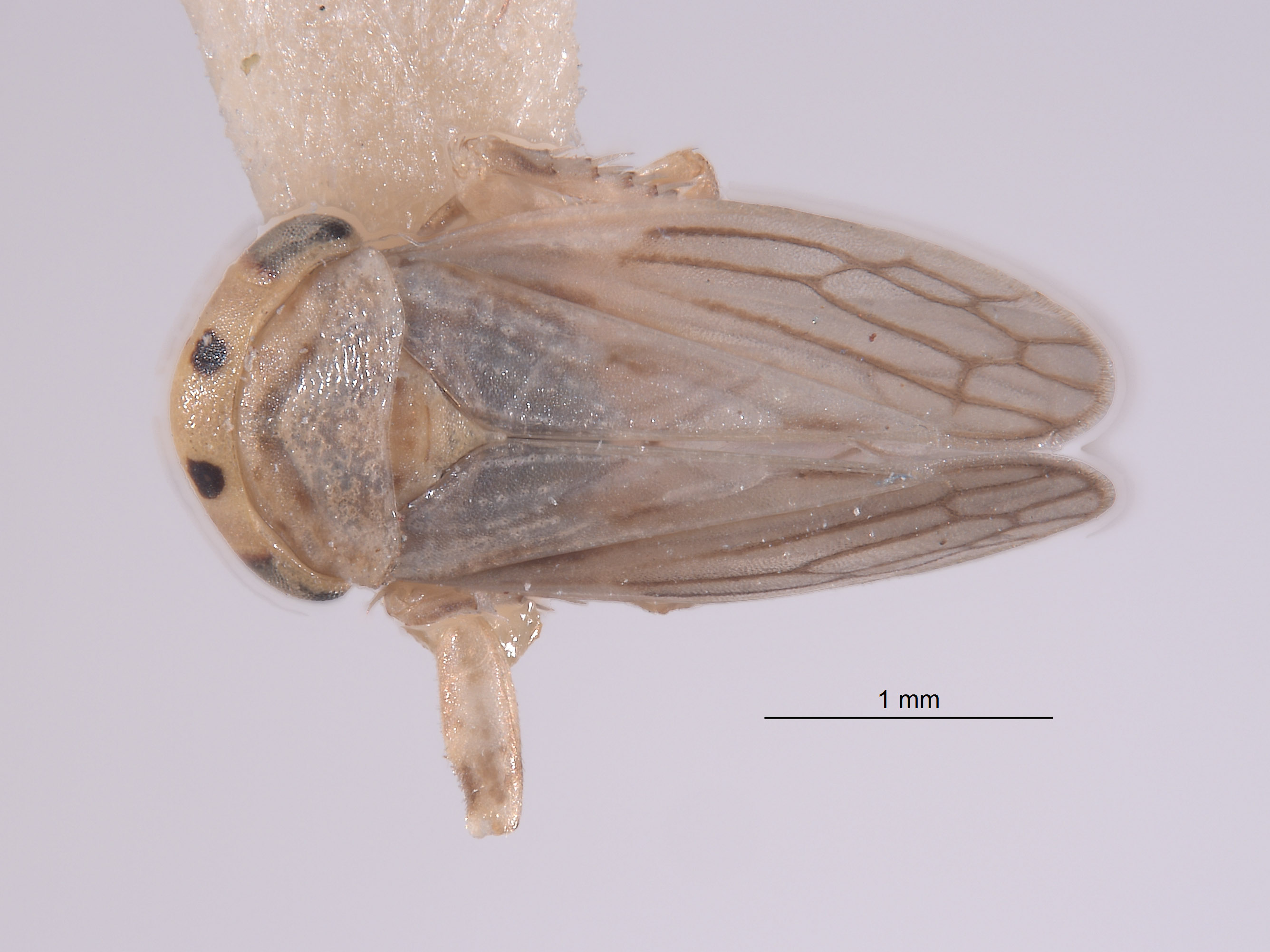 Cicadellidae image