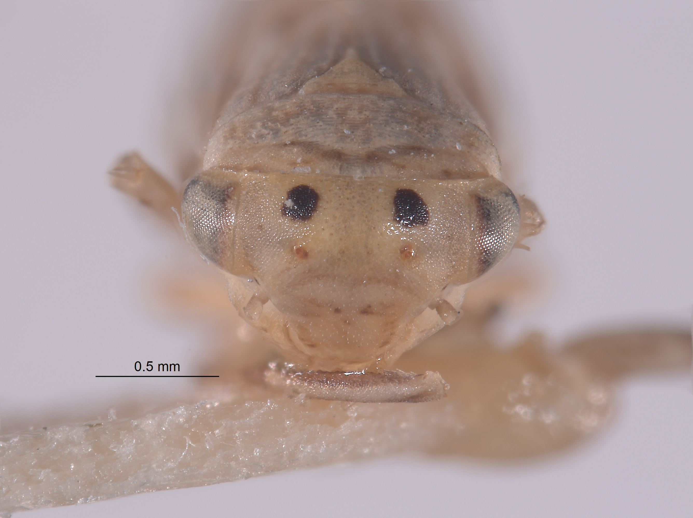 Aceratagallia aratra image