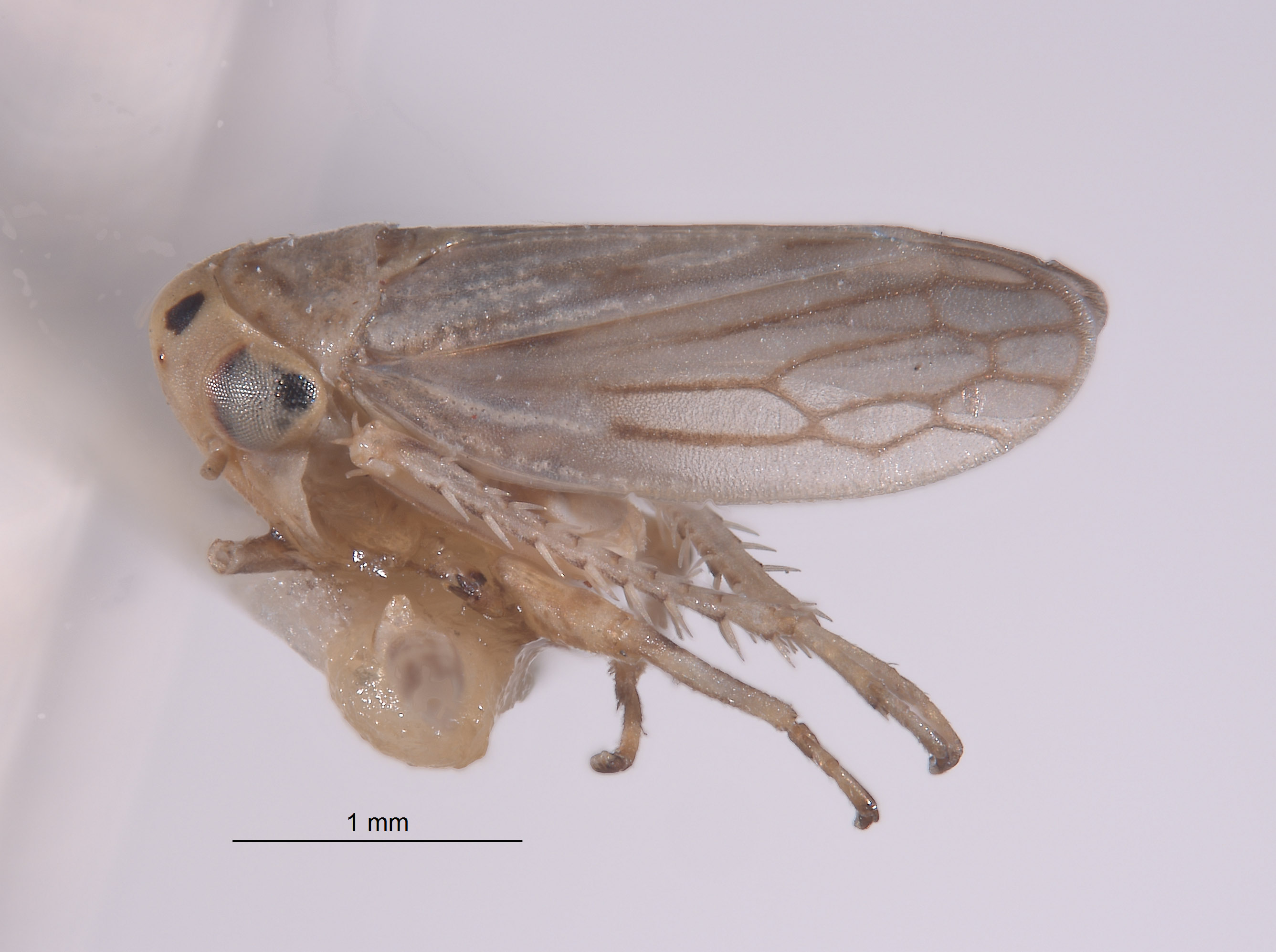 Aceratagallia aratra image