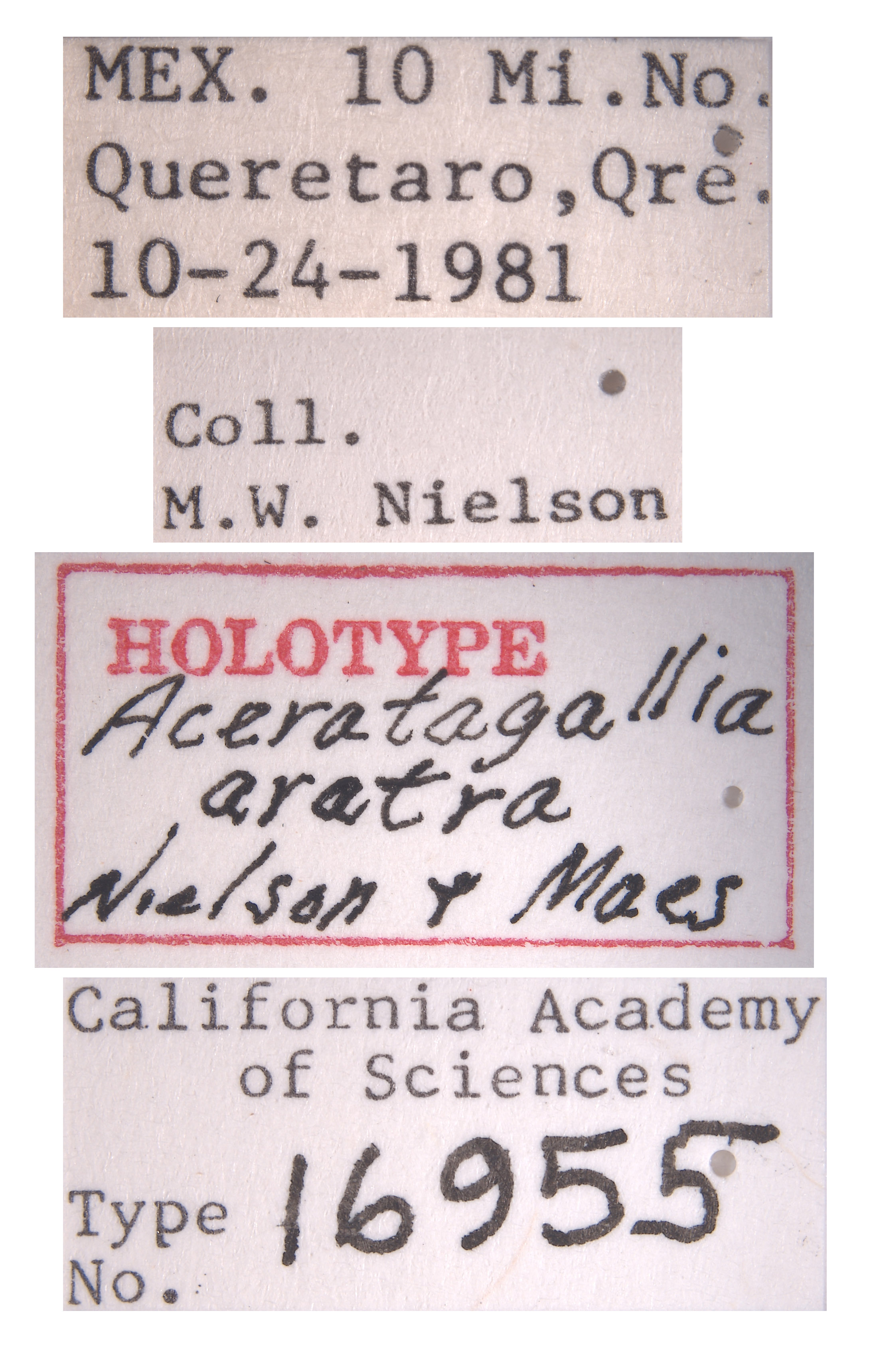 Aceratagallia aratra image