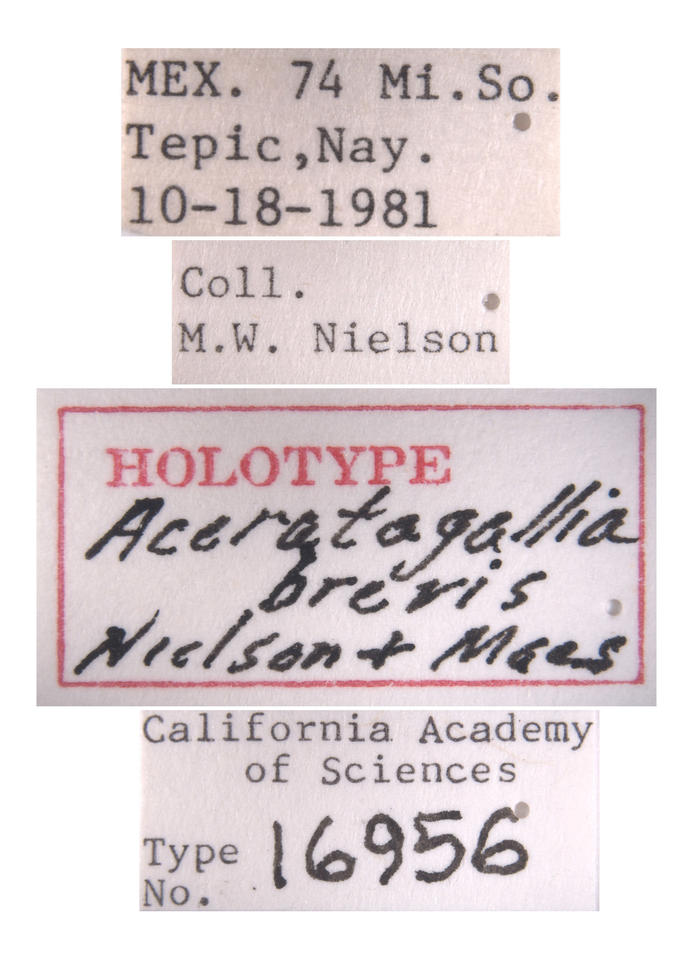 Aceratagallia brevis image