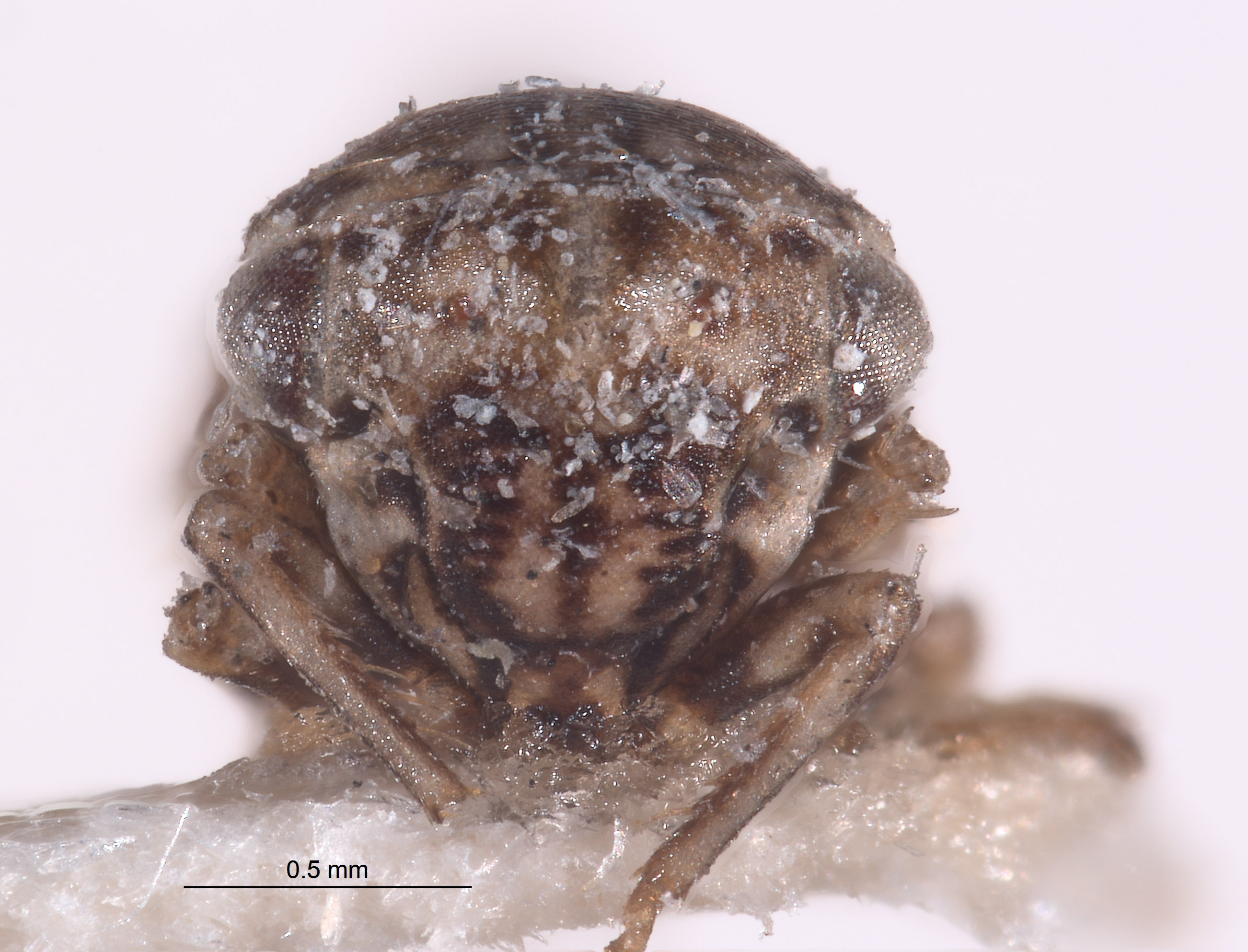 Aceratagallia minuta image