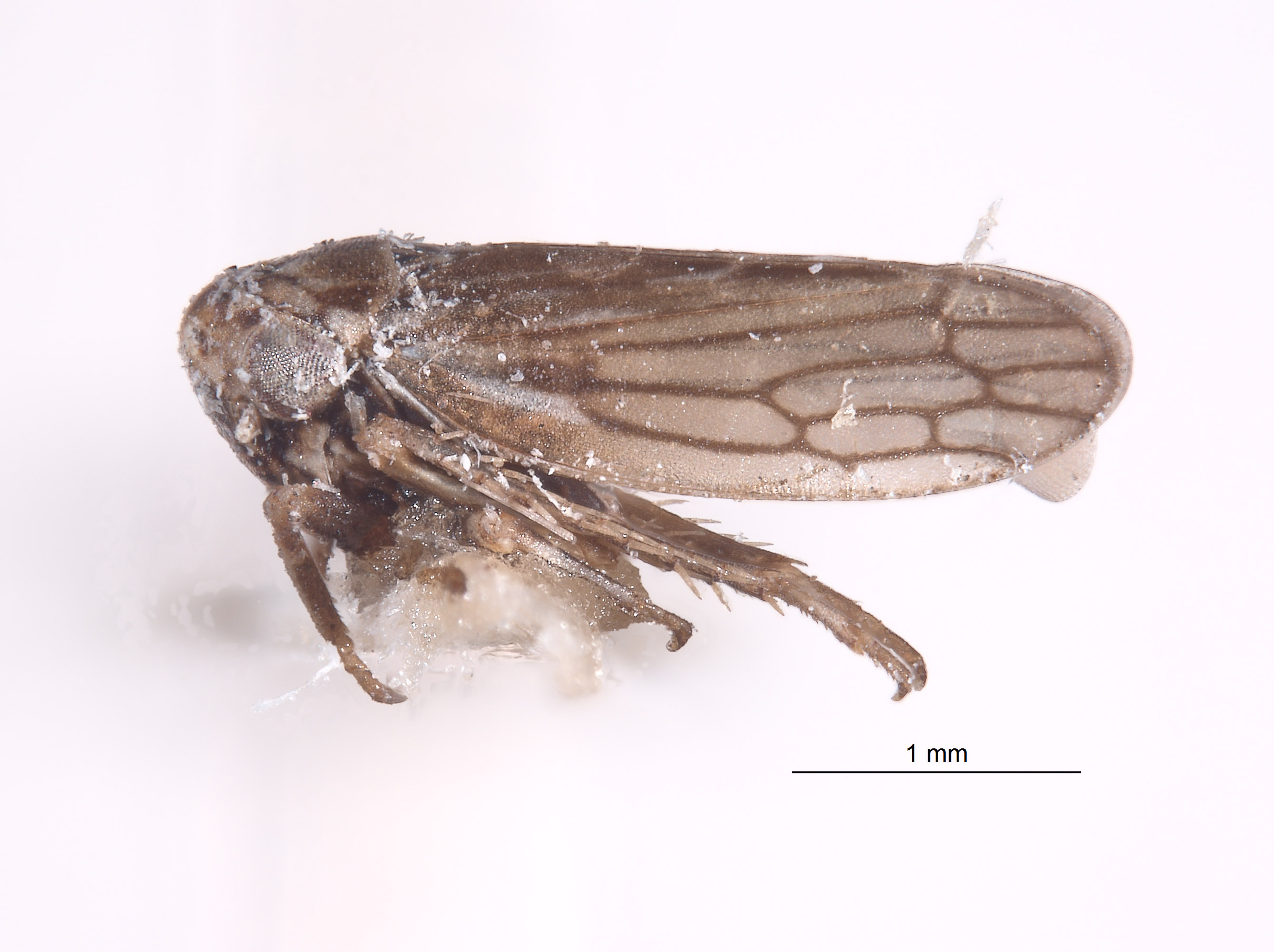 Aceratagallia minuta image