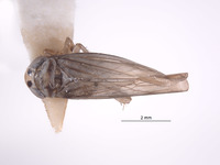 Chlorotettix distigmus image